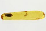 Detailed Fossil Marsh Beetle (Scirtidae) in Baltic Amber #300657-1